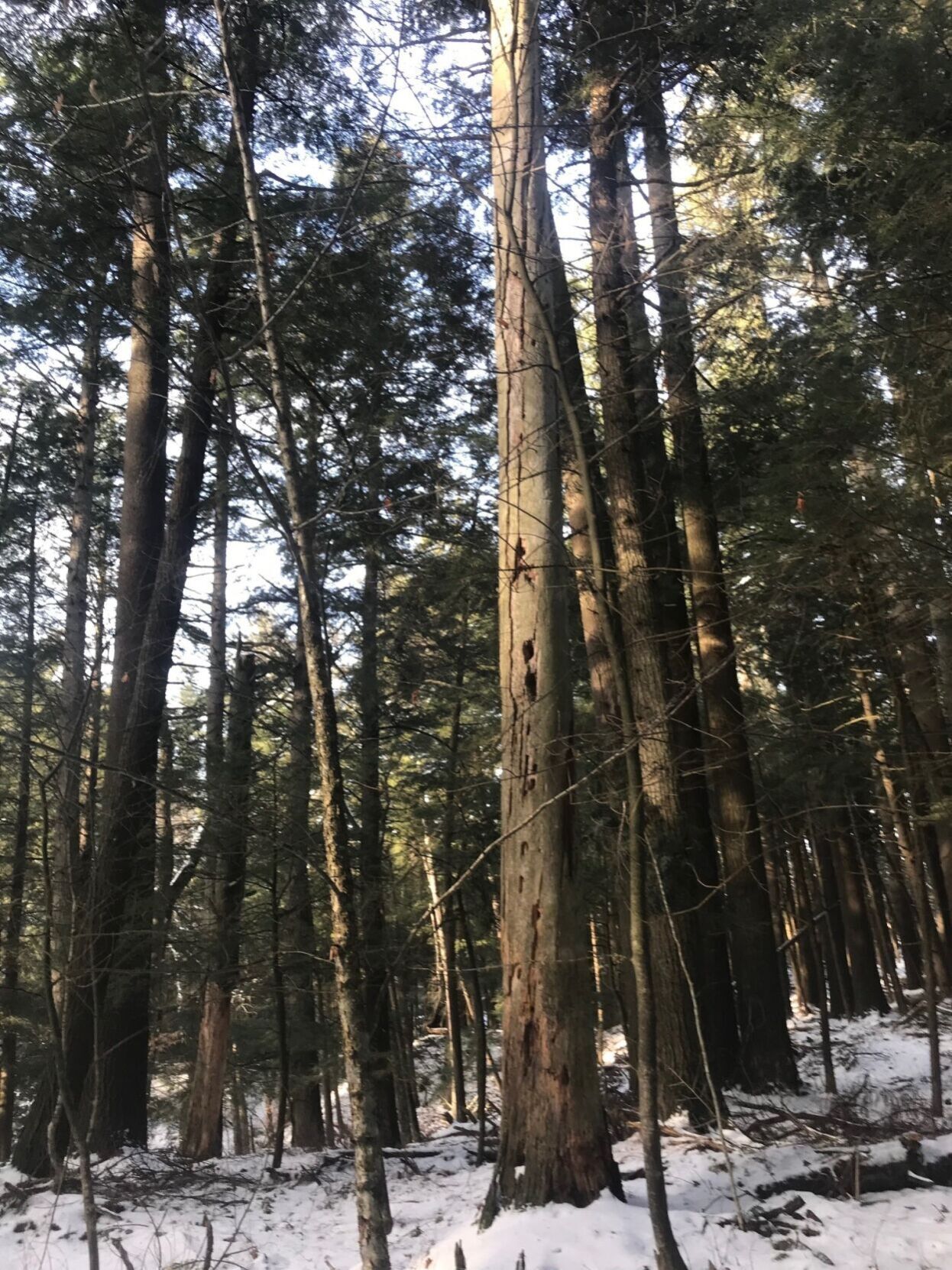 Into the Woods-Cavity Tree